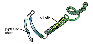 Protein image 2 bis